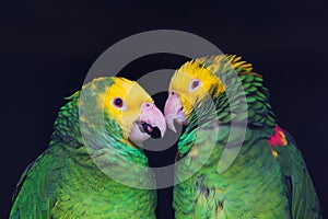 Two colorful parrots in friendly talk, Amazona ochrocephala oratrix, portrait