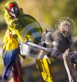 Two colorful Parrots sharing food