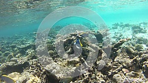 Two colorful powder-blue surgeonfish fishes among the corals at Maldives islands