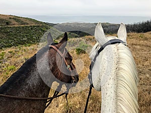 Two colorful quarter horses enjoying a long trail ride at Montana De Oro in California overlooking the ocean