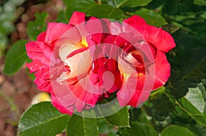 Two colorful red yellow roses Decor Arlequin in the city garden photo