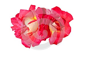 Two colorful red yellow roses Decor Arlequin on white and isolated background