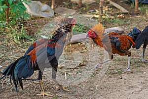 Two colorful roosters fighting in the yard