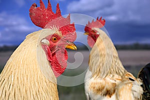 Two colorful roosters on rural farm yard