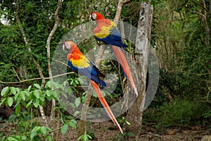 Two Scarlet Macaw parrots - Aras - siting in the tree in Copan Ruinas, Honduras, Central America