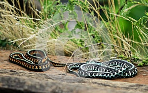 Two Colorful Snakes photo