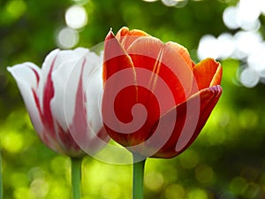 Zwei bunt frühling tulpen zum zeitpunkt der blüte 