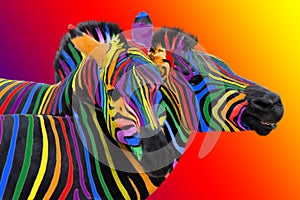Two colorful zebra painted in the colors of the rainbow, cuddling on a colorful bright background