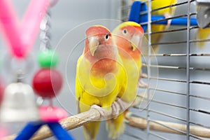 Two colorfull lovebirds. red and yellow colors. troplical pets