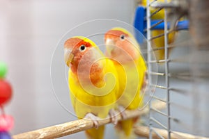 Two colorfull lovebirds. red and yellow colors. troplical pets