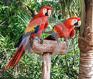 Two Colorfuls Macaws