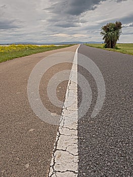 Two colors asphalt path in a park separated by a white lane