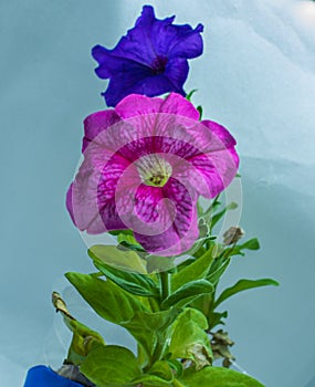 Two colors blossom flower of surfinia petunia