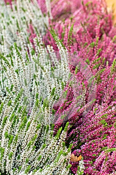 Two colors white pink Blooming Heather vulgaris. Beautiful bushes with small flowers, Heather Calluna Blossom, background vertical