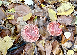 Two colossal amanitas in the autumn forest