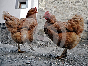 Two colour hens