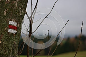 Two-colour tourist sign painted on a tree in Europe, touristic course photo