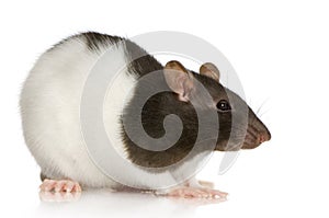 Two-coloured panda rat