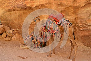 Two colourful camels in Petra Jordan