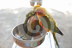 Two colourful parrots sun conure perching on food bowl