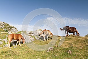 Two colt grazing with they mother in Echo's Valley