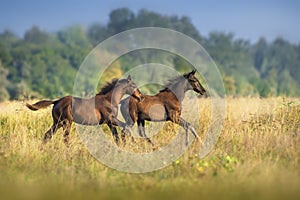 Foals run on pasture