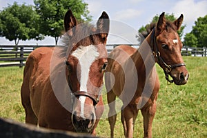 Two Colts