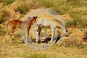 Two colts