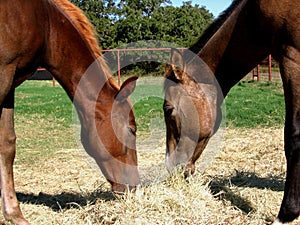 Two Colts Eating Hay