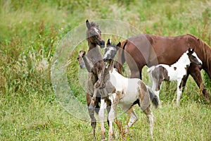 Two colts frolicking on Blue Ridge Parkway, Virginia