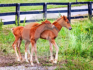 Two colts