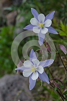 Two Columbine in Colorado Wilderness