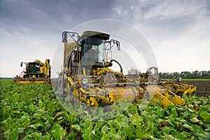 Two combine harvesters harvest of sugar beet at photo