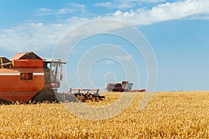 Two combines harvests ripe wheat in the grain field