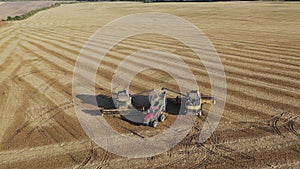 Two combines load the soybean crop into the tractor