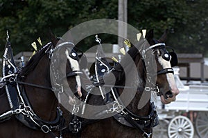 Two Commercial horses in harness