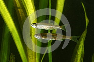 Two Common bleak, Alburnus alburnus fish