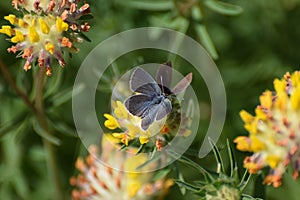 Two common blue butterflies on yellow hop trefoil flowers