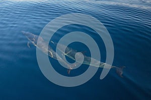 Two common bottlenosed dolphins swimming underwater near Santa Barbara off the California coast in USA