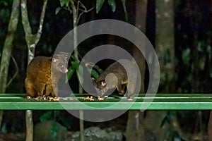 Two Common Brushtail Possums Eating Peanuts at a Feeding Station, Australia