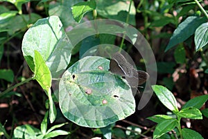 Two common bushbrown butterflies meeting on a large three part leaf,In this picture male butterfly`s male genitalia is clearly photo