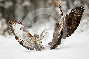 Two common buzzards fighting with wings open on snow in winter