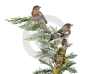 Two Common Chaffinch Males perched on a green branch