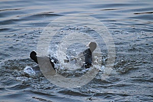 Two Common Coots when they were fiting