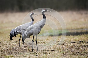 Two common crane standing on field in spring nature