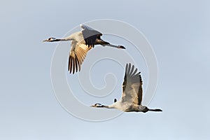 two common cranes (grus grus) in flight in evening sun