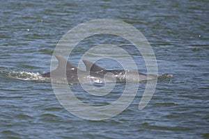 Two Common Dolphins breaching in the ocean