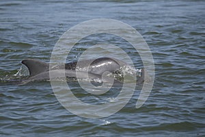 Two Common Dolphins breaching in the ocean