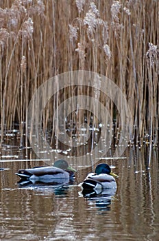 Two common ducks or Anas platyrhynchos, swimming in the lake