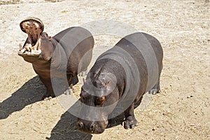 Two common hippopotamus Hippopotamus amphibius with open jaws and powerful teeth